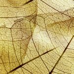 (S) Pack 10 Láminas traseras - #45   SP037  6941402734916  Rock Space