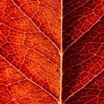 (S) Pack 10 Láminas traseras - #44   SP036  6941402734909  Rock Space